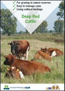 deep_red_cattle
